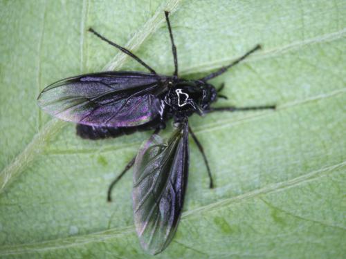 Dilophus febrilis